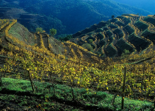 Clos Mogador - René Barbier, winemaker from Priorat Montsant